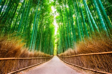 'Kyoto Bamboo Forest clipart