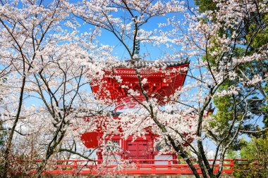 Bahar Japonya'da Kyoto