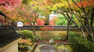 Kyoto sonbahar yaprakları
