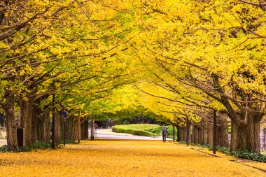 Tokyo sonbahar Park