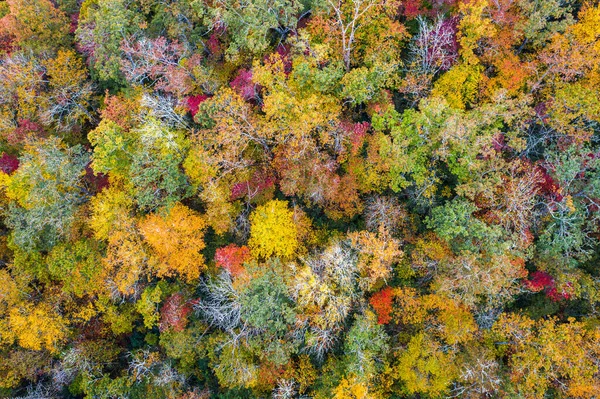 Feuillage Automne Cime Des Arbres Dans Forêt Nationale Pisgah Caroline — Photo