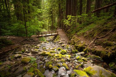 Olympic Ulusal Parkı, Washington, ABD Sol Duc Falls yolunda. 