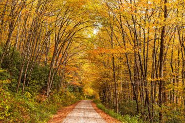Forest road during autumn season in Nantahala National Forest, North Carolina, USA. clipart