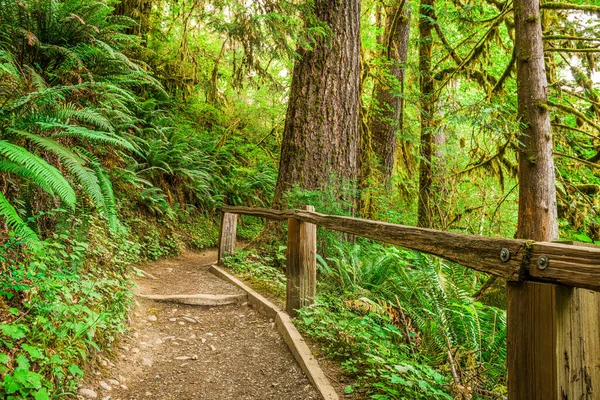 Washington Olimpiyat Ulusal Parkı Nın Hoh Yağmur Ormanlarındaki Yosun Salonu — Stok fotoğraf