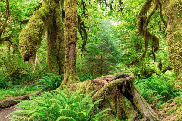 Salón Musgos Bosque Tropical Hoh Del Parque Nacional Olímpico Washington —  Fotos de Stock