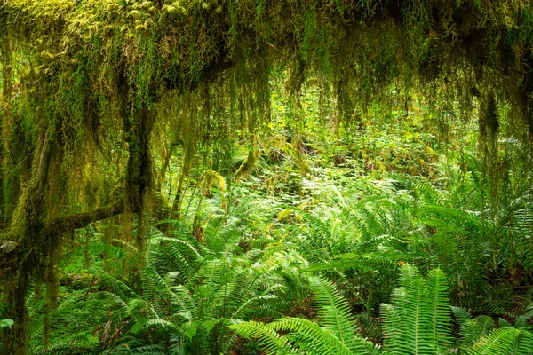 Hoh Rainforest Olympic National Park Waszyngton Usa — Zdjęcie stockowe