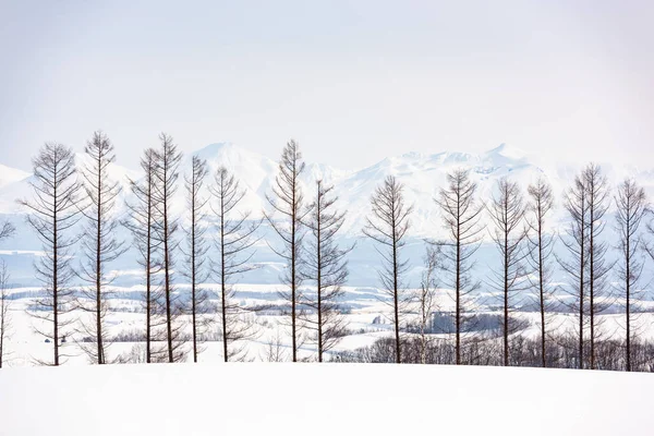 Wintry Landscape Biei Hokkaido Japan Iconic Trees — Stock Photo, Image