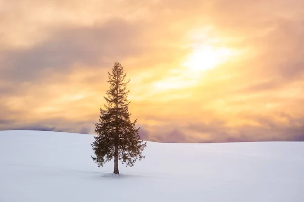 北海道美瑛冬のクリスマスツリーで日本 — ストック写真