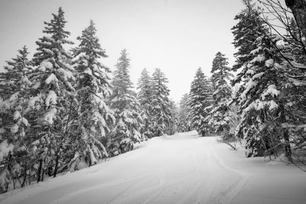 Wintry Drzew Kurodake Hokkaido Japonia — Zdjęcie stockowe