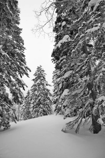 Dağı Ndaki Kış Ağaçları Kurodake Hokkaido Japonya — Stok fotoğraf