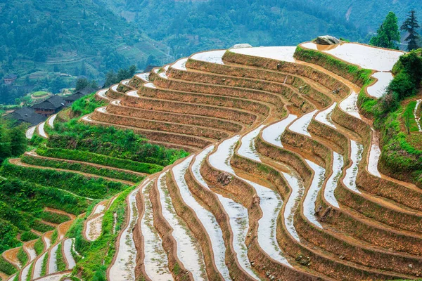 Yaoshan Mountain Guilin China Paisagem Terraços Arroz Encosta — Fotografia de Stock