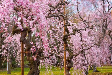 Japonya, Kyoto 'da Ağlayan Kiraz Ağaçları.