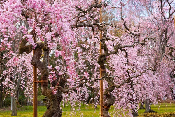 Weeping Cherry Trees Kyoto Japan — Stock Photo, Image
