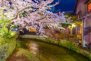 Kyoto, Japonya Shirakawa Nehri 'nde İlkbahar kiraz çiçeği mevsimi boyunca gece.