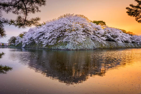 Hikone Japón Foso Del Castillo Durante Temporada Primavera Atardecer — Foto de Stock