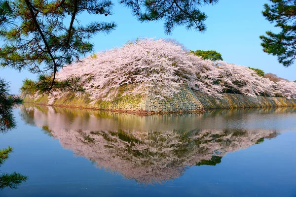 Hikone Ιαπωνία Στην Τάφρο Κάστρο Κατά Διάρκεια Της Ανοιξιάτικης Περιόδου — Φωτογραφία Αρχείου
