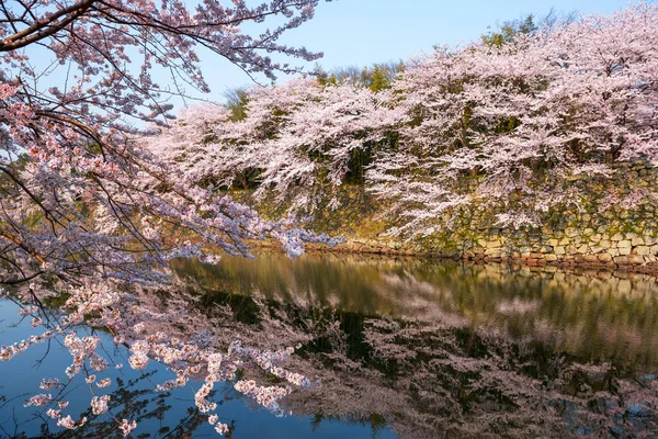 Hikone Japón Foso Del Castillo Durante Temporada Primavera — Foto de Stock