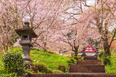 Kotokuji Tapınağı, Shizuoka, ilkbaharda Japonya.
