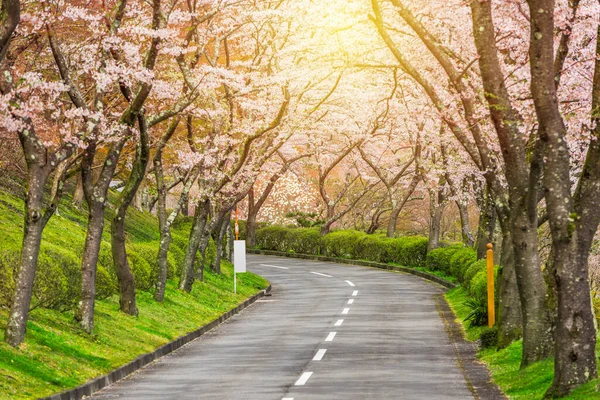 Fuji Reien Kyrkogård Shizuoka Japan Våren — Stockfoto