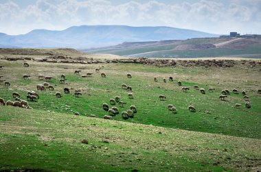 Sheep grazing on Judean Hills in Israel. clipart