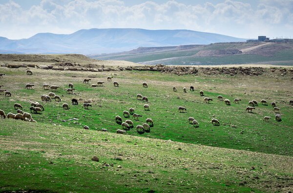 Sheep grazing on Judean Hills in Israel.