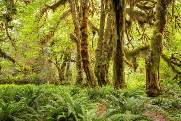 Hall Mosses Het Hoh Rainforest Olympic National Park Washington Verenigde — Stockfoto