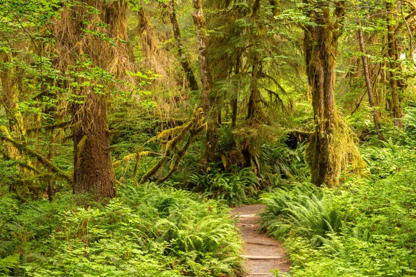 Washington Olimpiyat Ulusal Parkı Nın Hoh Yağmur Ormanlarındaki Yosun Salonu — Stok fotoğraf