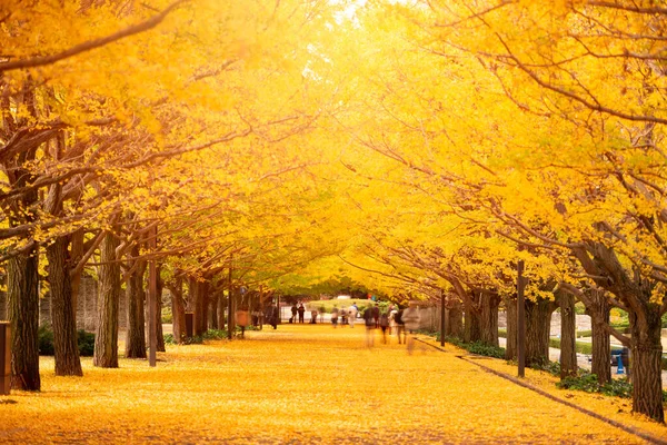 Tokyo Parco Autunnale Giapponese Mattino — Foto Stock