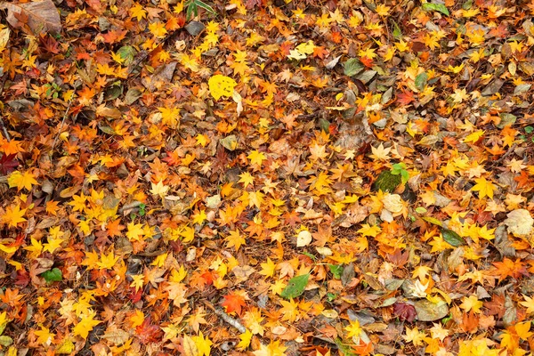 Decaying Herfstbladeren Grond — Stockfoto