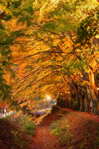 Maple Korridoren Nära Kawaguchi Sjön Och Fuji Japan Hösten — Stockfoto