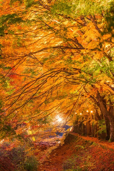 Кленовый Коридор Возле Озера Кавагути Горы Фудзи Япония Осень — стоковое фото