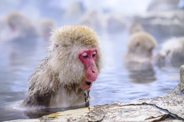 Macaque — Stock Photo, Image