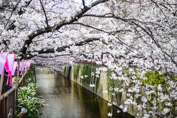 Tokyo, Japan Spring Canal — Stock Photo, Image