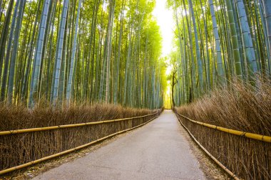 Kyoto, Japonya bambu ormanı