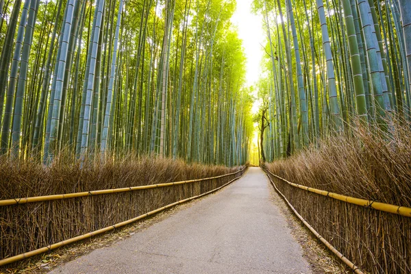 Κιότο, Ιαπωνία μπαμπού δάσος — Φωτογραφία Αρχείου