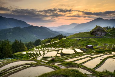 pirinç paddies içinde Japonya