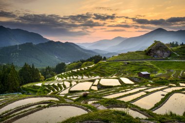 Rice Paddies in Japan clipart