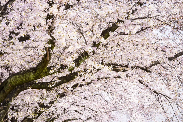 Japonské Třešňové květy — Stock fotografie