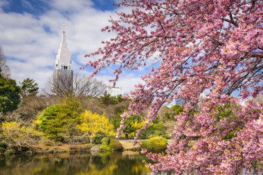 Tokyo Park bahar