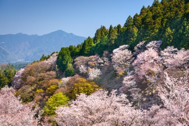 Bahar manzara: Nara, Japan