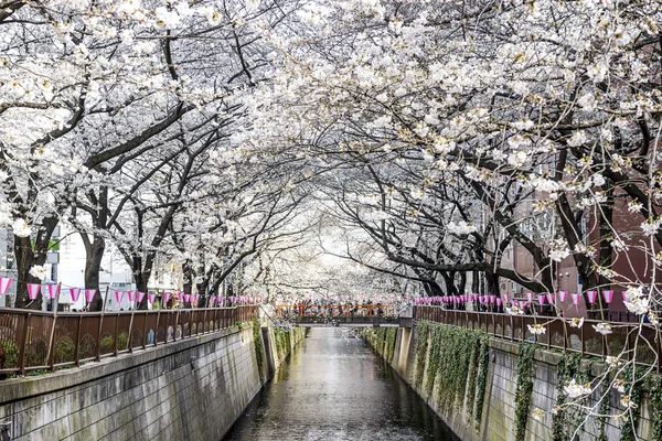 Meguro kanál na jaře — Stock fotografie