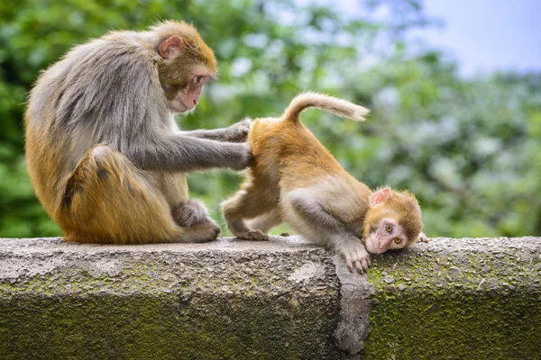 Makaker apor i Guiyang, Chinak — Stockfoto