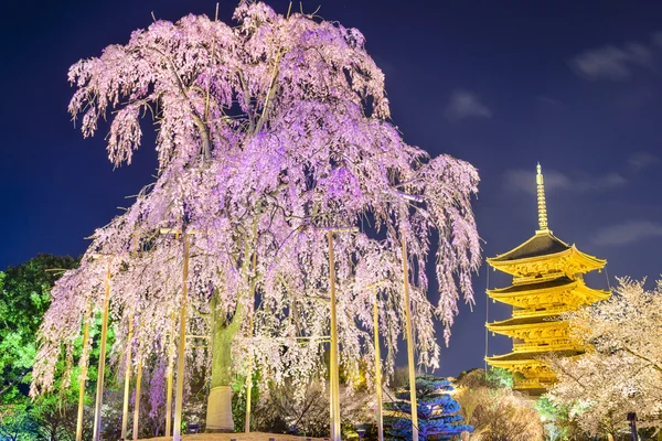 春の京都の塔 — ストック写真