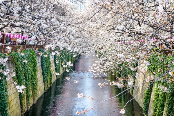 春に目黒運河 — ストック写真