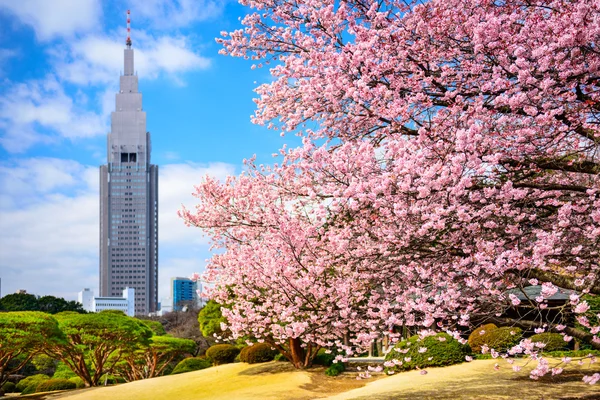 春に東京公園 — ストック写真