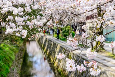 Kyoto, Japonya bahar
