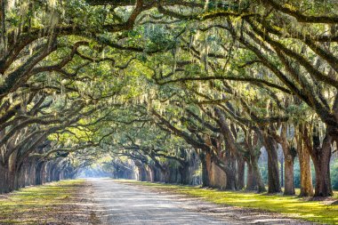 Savannah meşe ağaçları