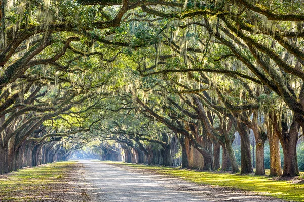 Savannah meşe ağaçları — Stok fotoğraf