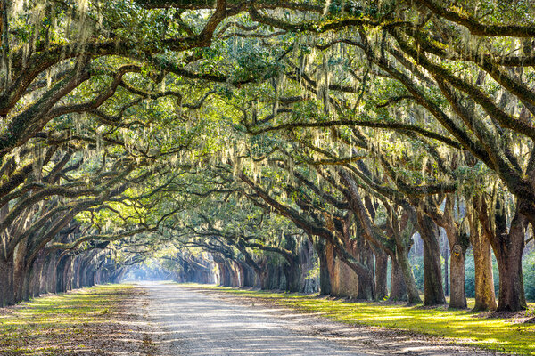 Oak Trees in Savannah