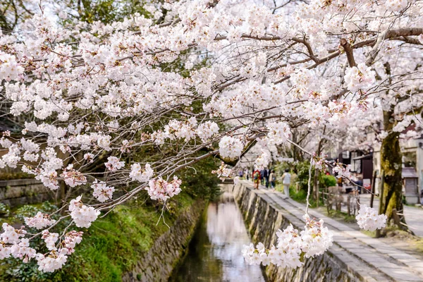 Kyoto voorjaar gebladerte — Stockfoto